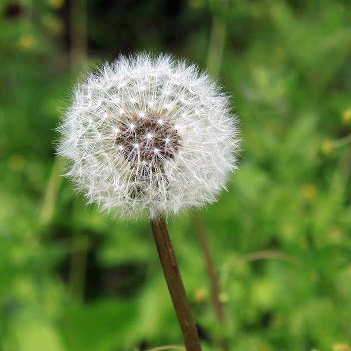 Pollen during spring season