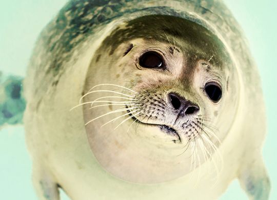 Crabeater Seals